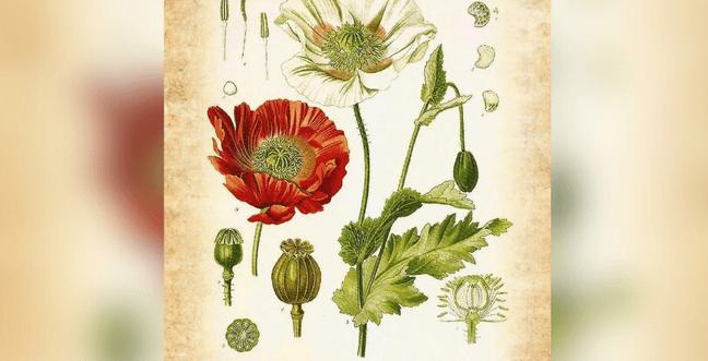 A drawing of red and white flowers on a beige background