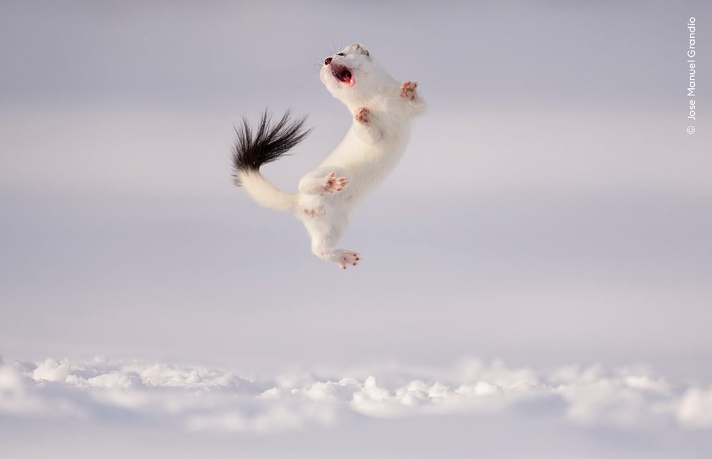 A white snow ferret jumps for joy in the air
