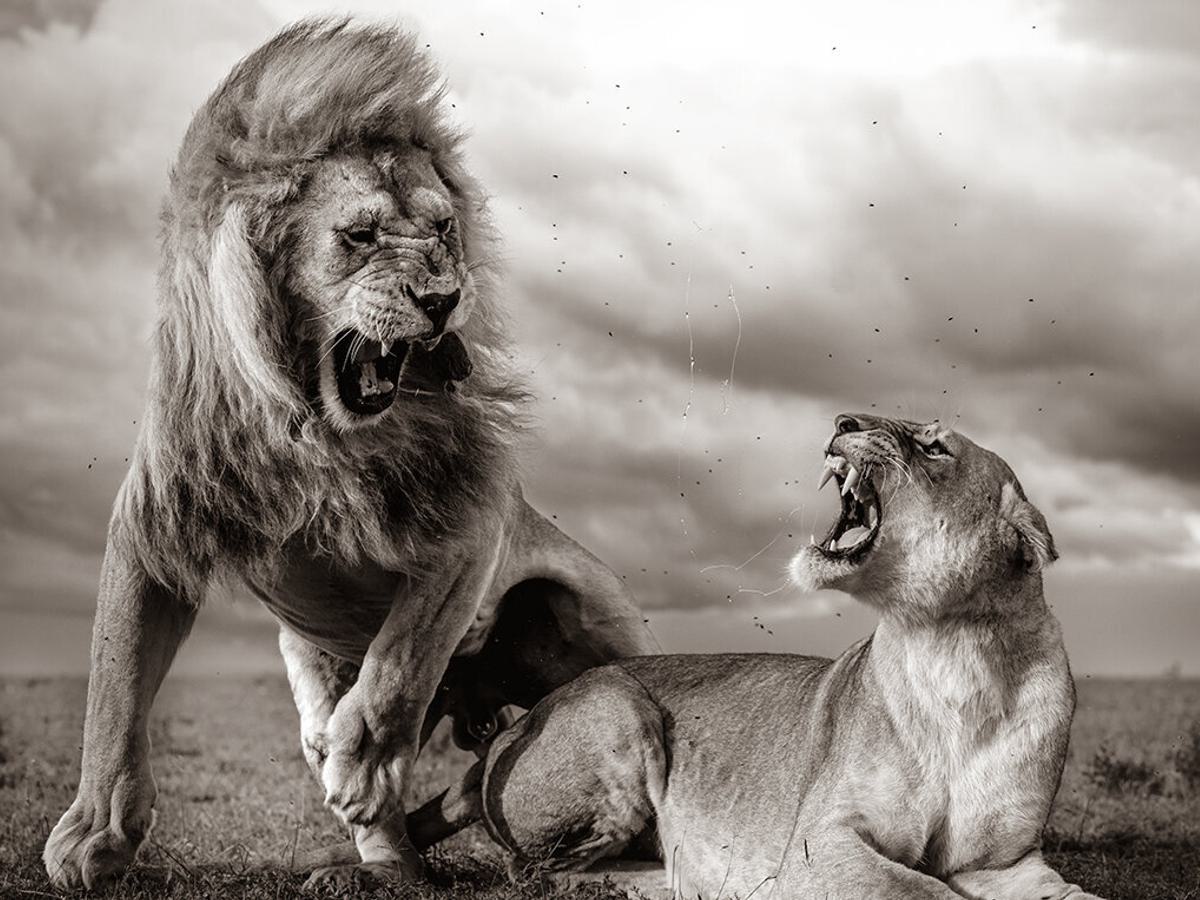 Two lions in black and white with their teeth bared against a cloudy sky