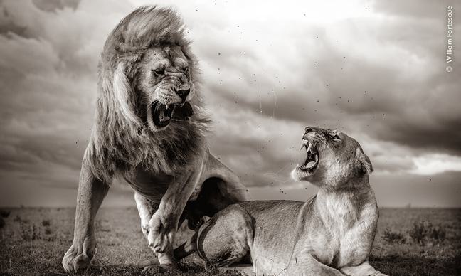 Two lions in black and white with their teeth bared against a cloudy sky